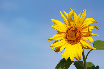 one yellow sunflower on a background of blue sky. bright flower of sunny summer
