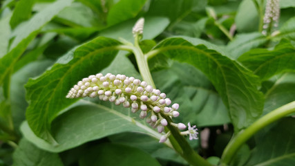 Curved long inflorescence of small white buds closeup on green foliage background. Blooming flower of fresh green bush. Natural herbal backdrop.