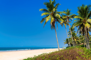 Fototapeta na wymiar Exotic tropical beach with coconut palm trees and blue ocean under blue sky in GOA, India