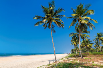 Exotic tropical beach with coconut palm trees and blue ocean under blue sky in GOA, India