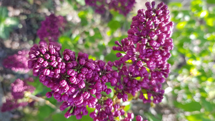 Bunch of lilac flowers. Bunch of small purple buds of lilac bush flowers closeup on blurry green leaves background. Spring blooming season. Beauty of nature in springtime. Abstract macro backdrop.