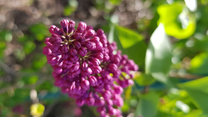 Pink flower. Defocused bunch of small purple buds of lilac bush flowers closeup on blurred background. Spring blooming season. Beauty of nature in springtime. Abstract macro backdrop.
