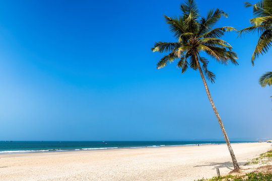 Exotic tropical beach with coconut palm trees and blue ocean under blue sky in GOA, India
