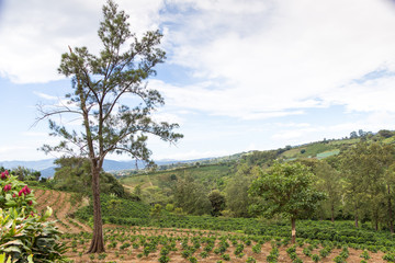 Fototapeta na wymiar Planting young coffee trees in the Poas Volcano region, Costa Rica
