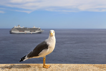 Mediterranean gull standing against the sea