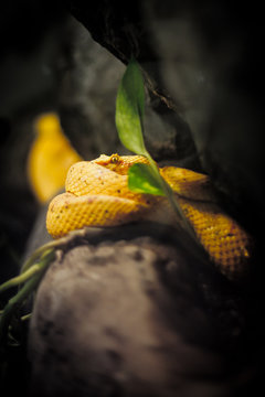 snake on tree