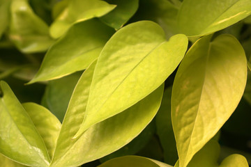 Green Yellow nature of Devil’s ivy, Golden pothos, Hunter’s-robe or    Epipremnum aureum green leaf of tropical plants abstract background - Tropical leaf backdrop and beautiful detail