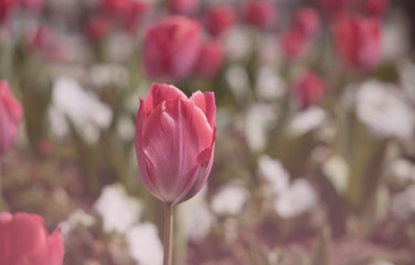 Soft image of a beautiful red tulips as bouquet of tulips,colorful tulips in spring season in the garden