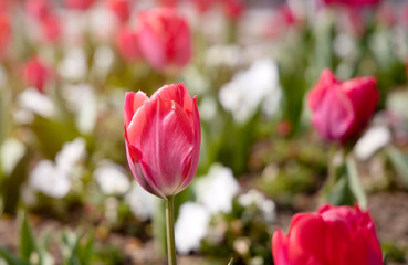 Close up of red  tulips flowers in the garden