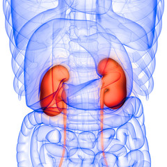 Human Urinary System Anatomy X-ray 3D rendering