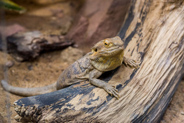 Bearded Dragon Chameleon Lizard In A Desert