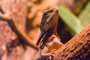 Bearded Dragon Chameleon Lizard In A Desert