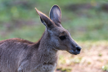 Naklejka na ściany i meble Yellow-Footed Rock Wallaby - Petrogale Xanthopus - Australian Kangaroo Sittin