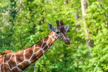 Shot Of A Cute Giraffe With A green In The Background
