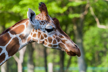 Shot Of A Cute Giraffe With A green In The Background