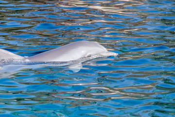 Happy Dolphin Smiling In The Blue Water