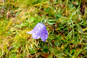 Beautiful delicate harebell flowers close up on the green forest background.