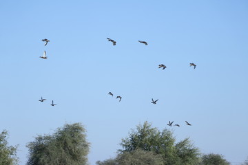 flock of birds flying in blue sky
