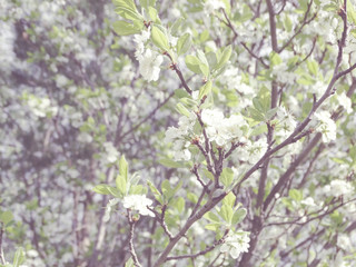 spring background of flowering tree and leaves