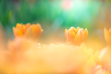 花びらが開いている黄色いチューリップ
