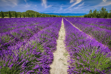 Fototapeta na wymiar Lavender fields in Provence, in the south of France