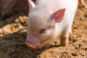 Cute Little Pig playing in the backyard