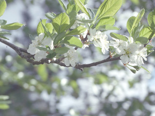 spring background of flowering tree and leaves