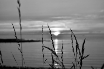 Reed in front of the sunset on the beach. Monochrome picture, taken on the swedish shore