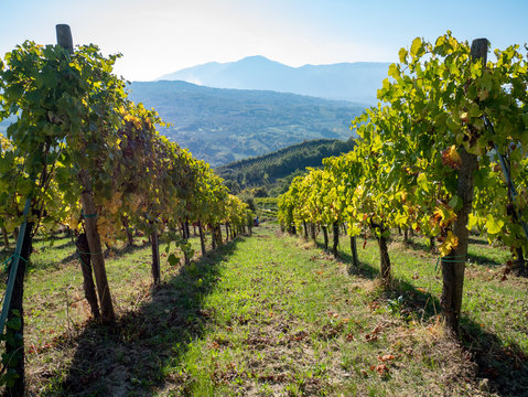 a beautiful vineyard of Greco di Tufo wine, an excellent Italian white wine DOCG