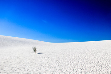 A Yucca plant on a sand dune - White Sands National Monument, New Mexico