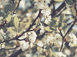 spring background of flowering tree and leaves