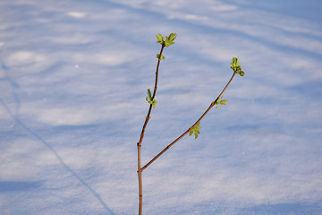 Blooming buds on a background of snow. Fatal cooling.