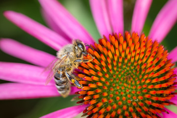 Bee pollinates Purple coneflower - Echinacea Purpurea