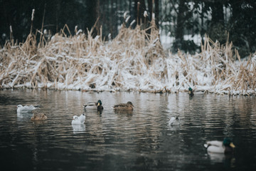 ducks swimming in frozen cold snowy lake in park amsterdam holland