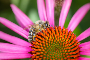 Bee pollinates Purple coneflower - Echinacea Purpurea