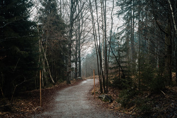 The Bavarian Forest in the Mist I