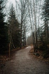 Fototapeta premium The Bavarian Forest in the Mist II