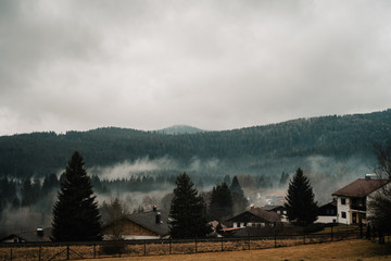 The Bavarian Forest in the Mist III