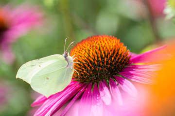Common brimstone butterfly on Purple Cone Flower
