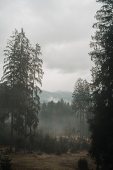 The Bavarian Forest in the Mist VI