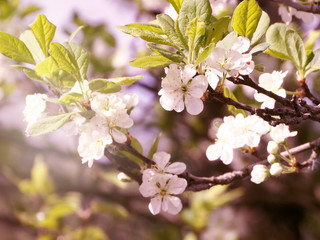 spring background of flowering tree and leaves