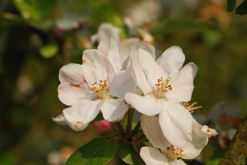 apple tree flowers