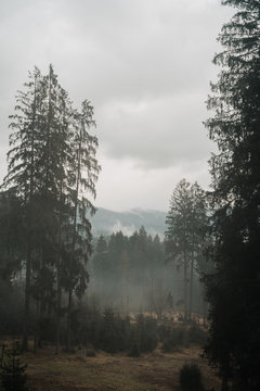 The Bavarian Forest in the Mist VI © Peeraphotography