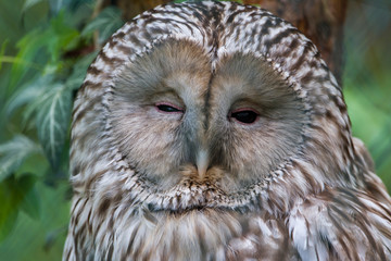 A Beautiful Great Grey Owl Strix Nebulosa Sitting On His Perch