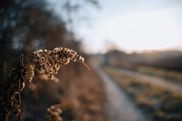 A Close Up Shot from the Field I