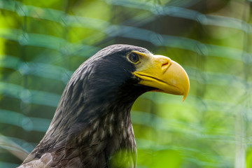 The Steller's Sea Eagle, Haliaeetus Pelagicus