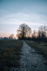 A Sunset over the Forest II