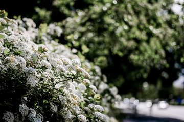 The Whiteflower in the City