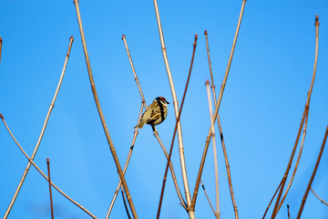 Ein Feldsperling sitzt im Frühling bei Sonnenschein zwischen dünnen Zweigen vor blauem Himmel, passer montanus