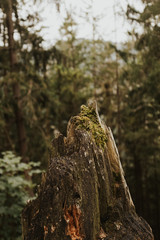 Obraz premium tree trunk covered with moss